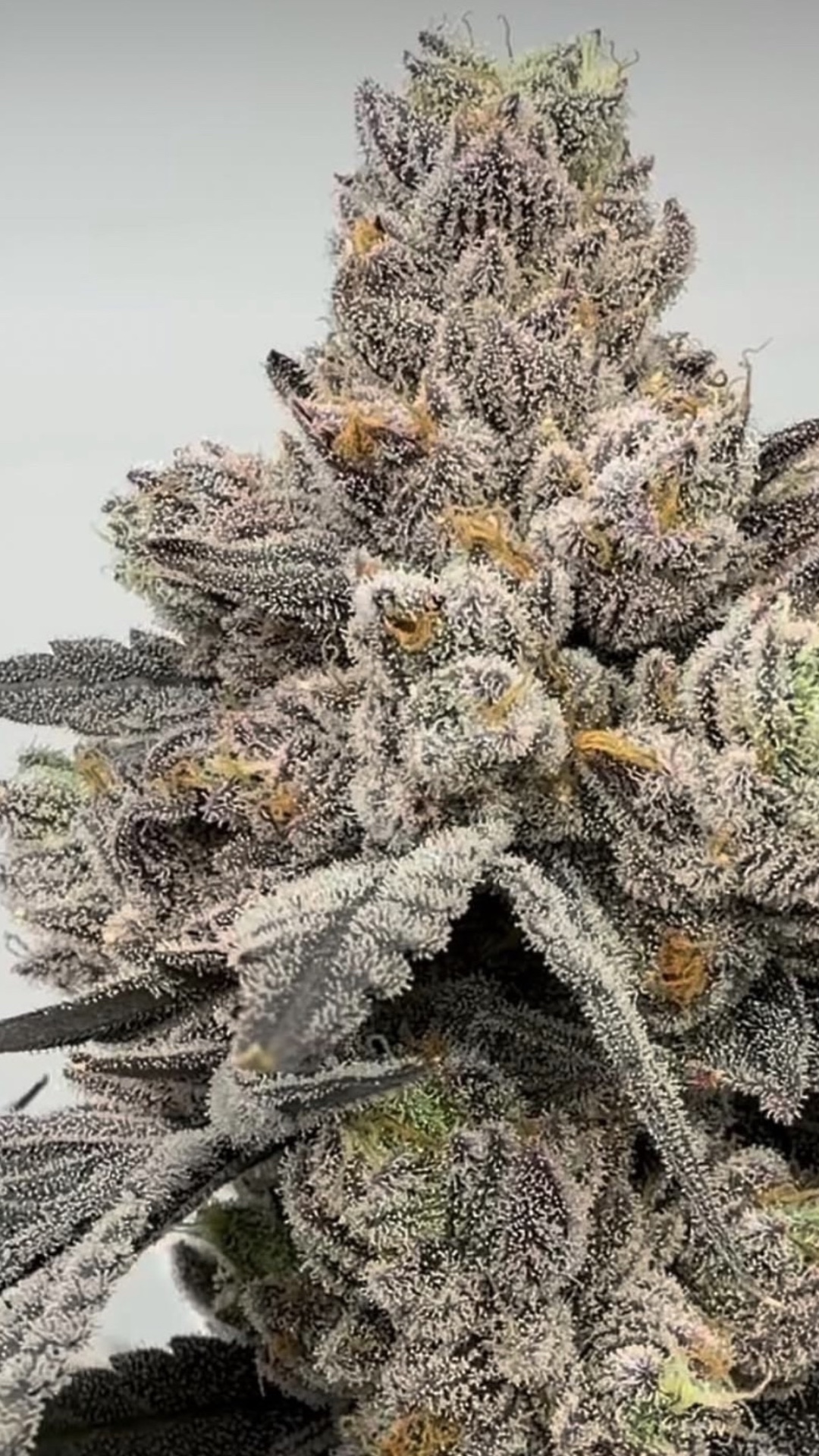 Fumeberries